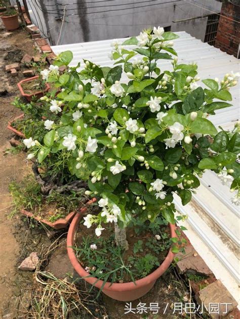 茉莉花 澆水|种植茉莉花该怎么浇水施肥？